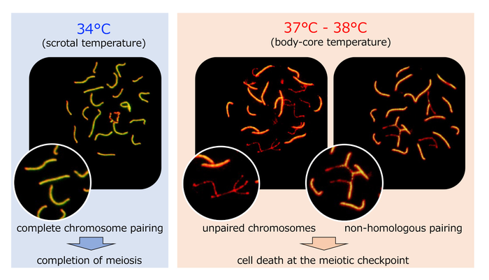 Aberrant spermatocytes in testis explants cultured at 37-38°C