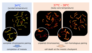 Aberrant spermatocytes in testis explants cultured at 37-38°C