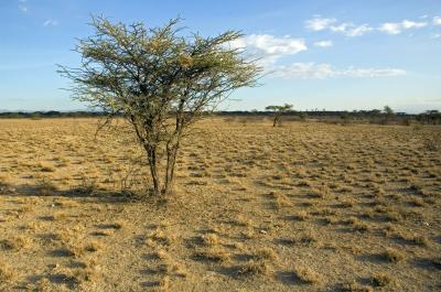 Plant Diversity Keeps Drylands Thriving (4 of 11)