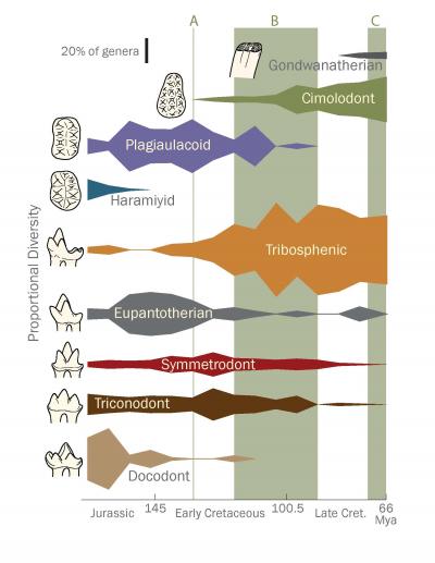 Mammal Diversity by Dental Functional Type