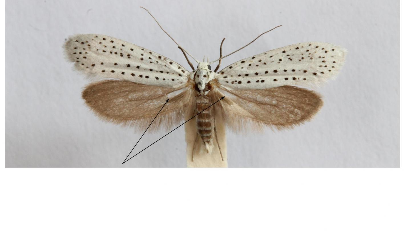 Ermine Moth