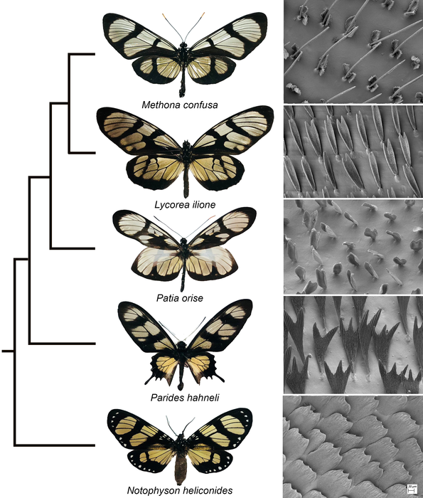 Distantly related butterflies converged on the transparent pattern