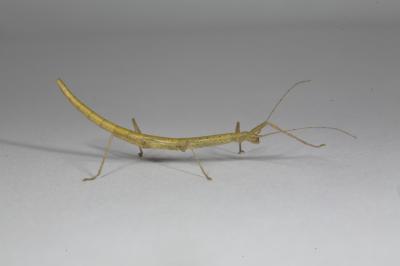 Stick Insect
