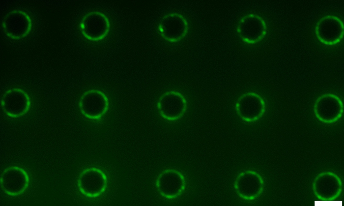 Fluorescence image of amphiphiles concentrated at the edges of micropillars
