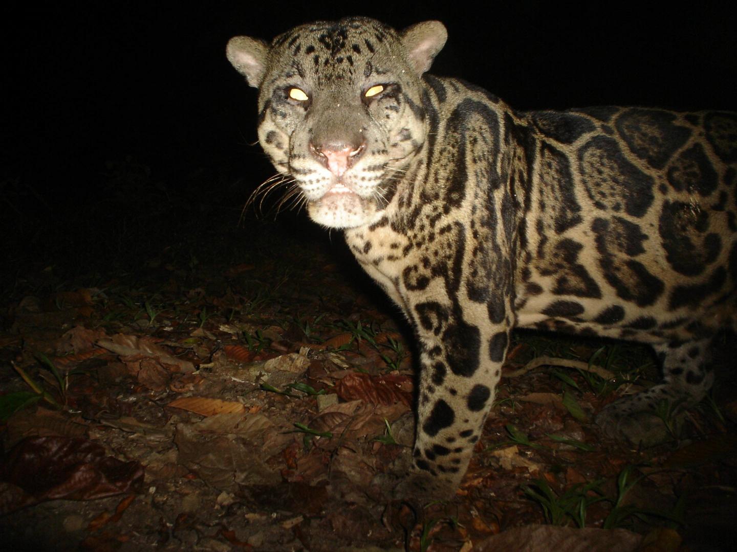 Sunda Clouded Leopard