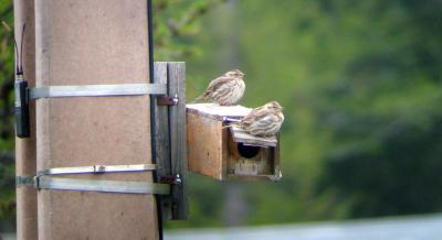 Rock Sparrow Couple