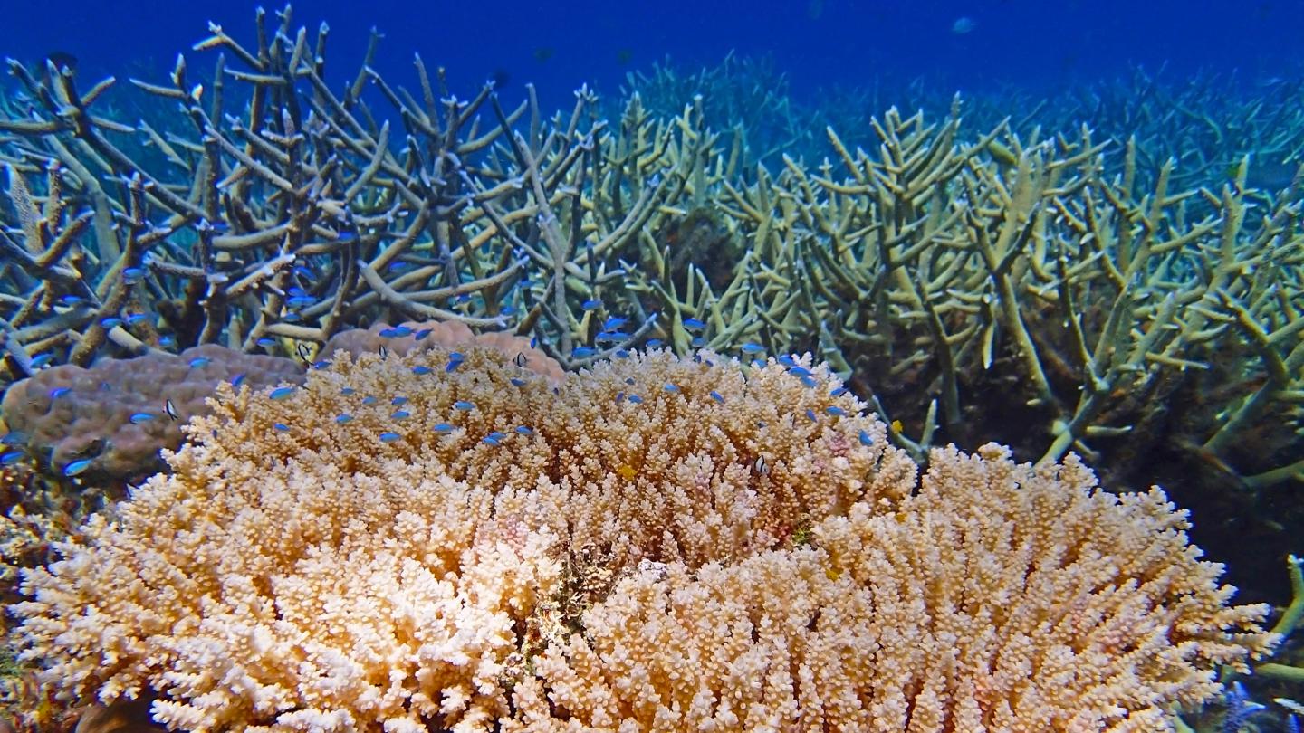 ウスエダミドリイシの水中写真