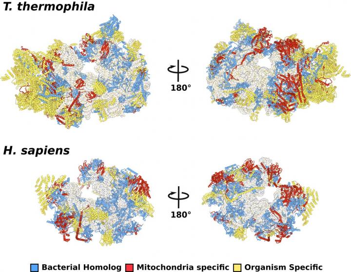 Structure of Ciliate Mitoribosome