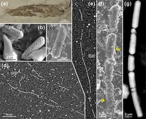 Qingjiangonema cambria from the Qingjiang biota.