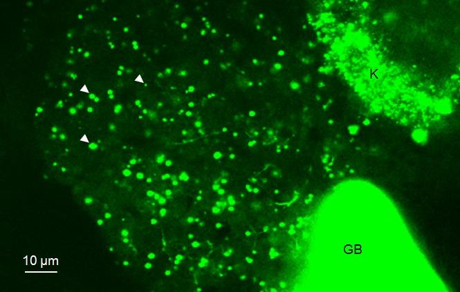 What Happens to Fats Eaten by Fish?
