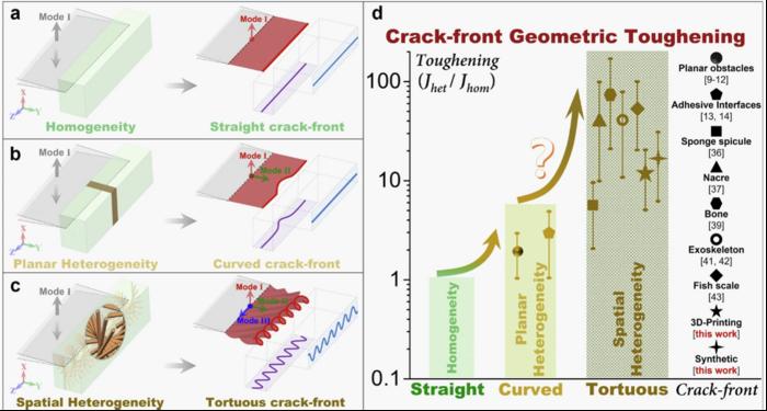 Distorting crack-front geometry for enhanced toughness by manipulating bioinspired heterogeneity