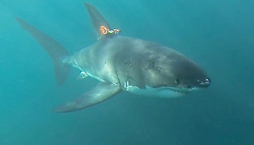 White Shark with Prototype Camera Tag on Fin