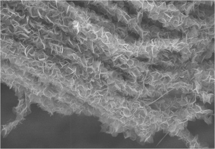 New Electrode Mimics Trees to Boost Supercapacitor Performance