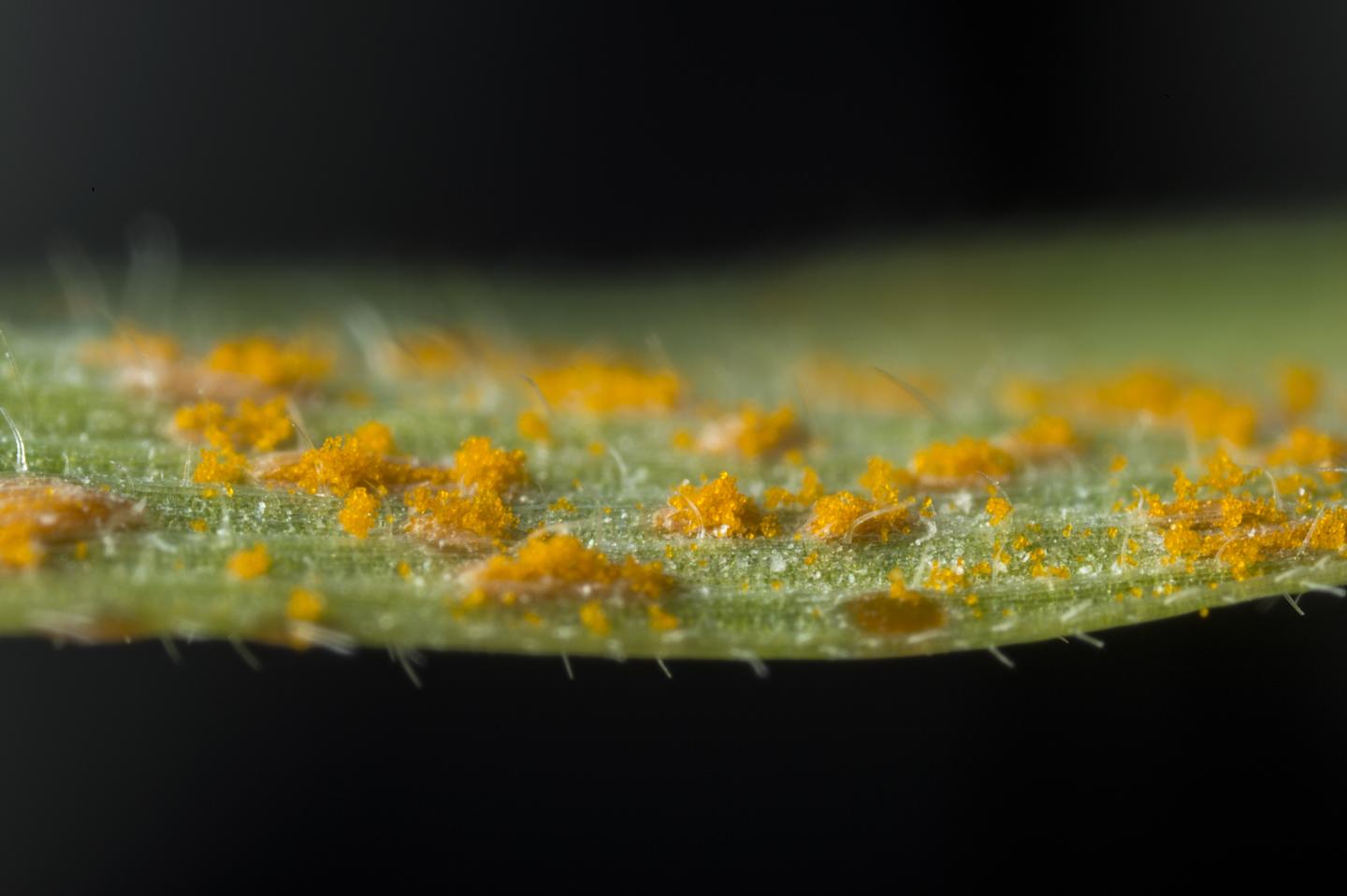 Wheat Yellow Rust - Close-Up