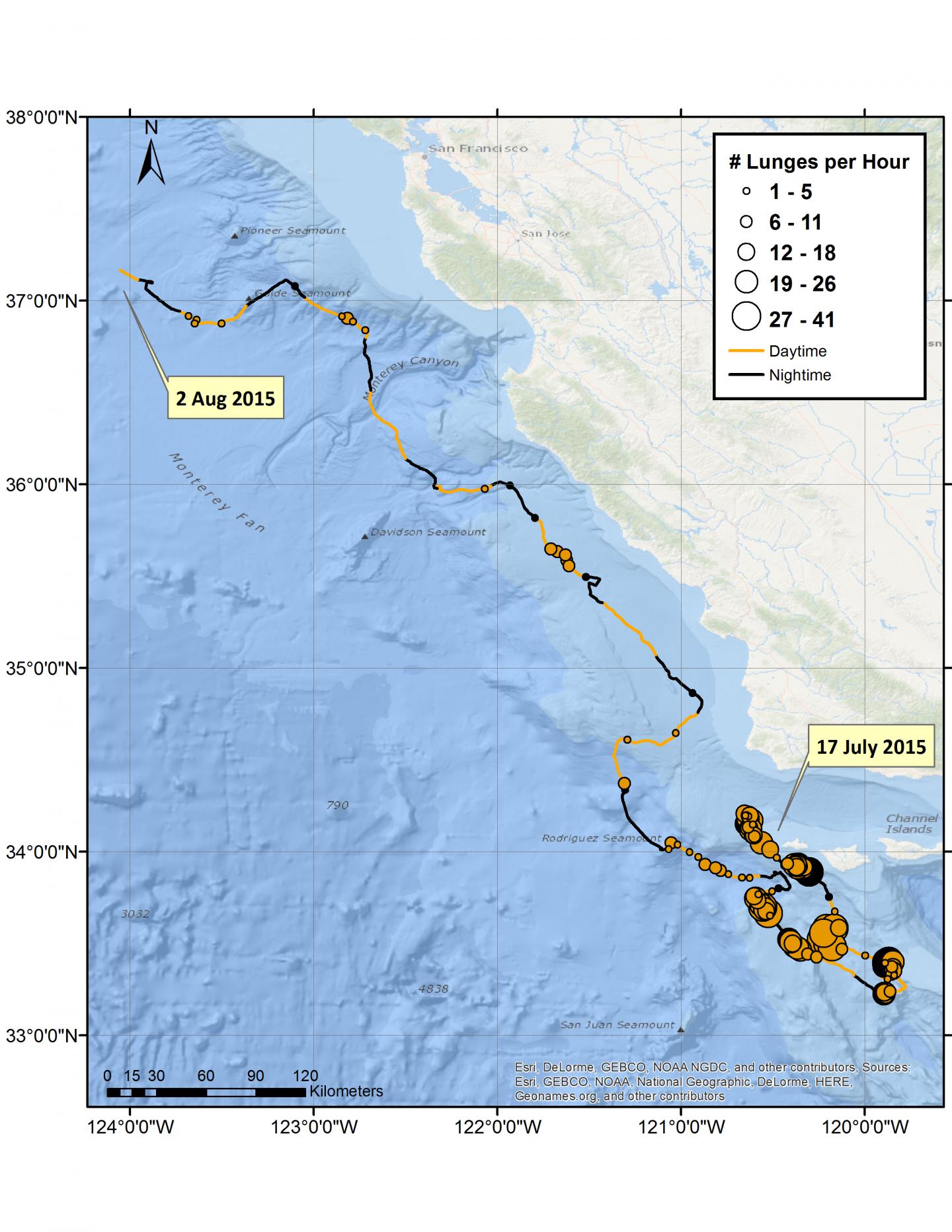 Whale Travels and Feeding