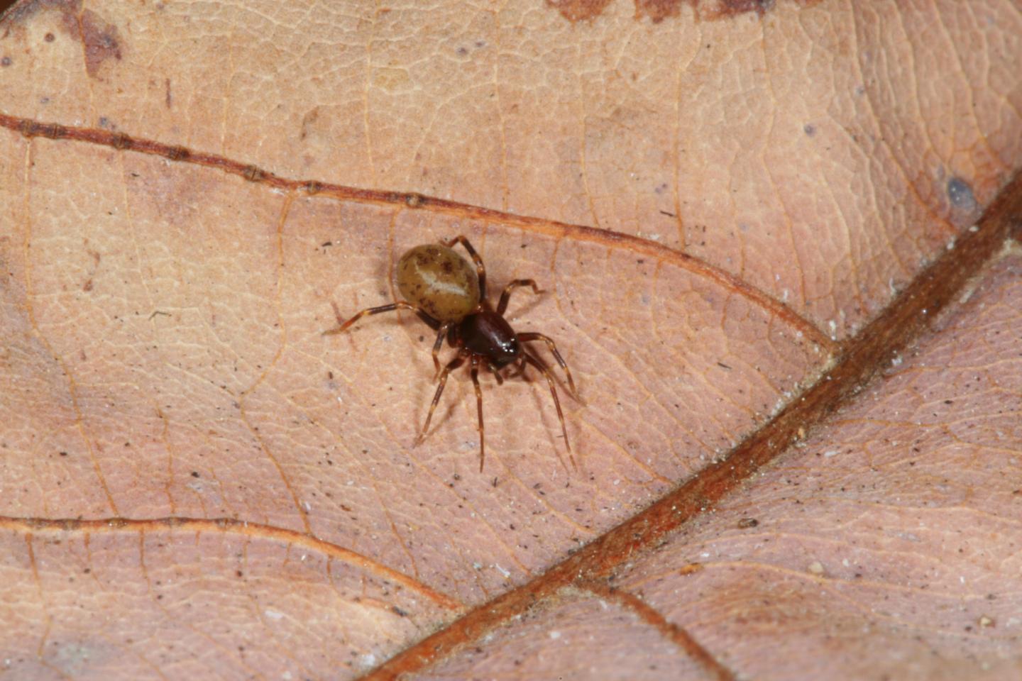 <i>Mecysmauchenius</i> New Species, Female