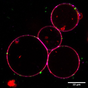 Fluorescent lipids