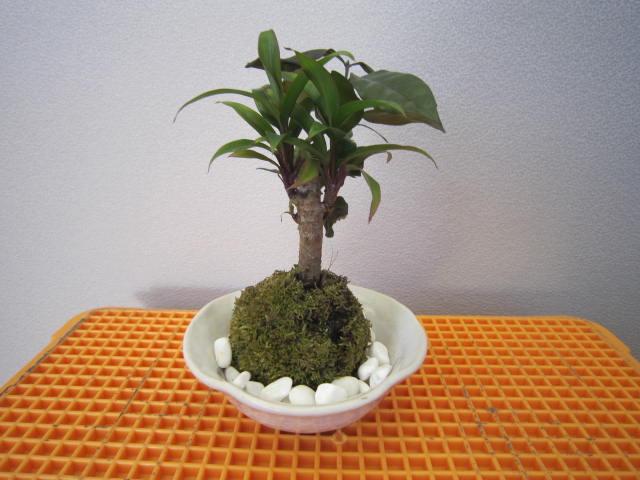 Kokedama