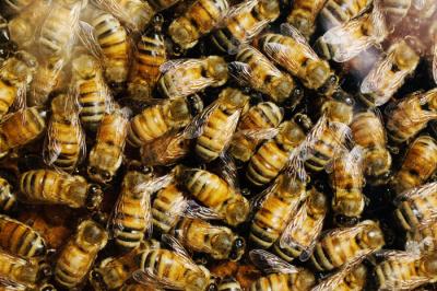 Pesticides in the Hive