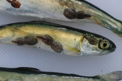 Pink Salmon Fry Infected With Sea Lice