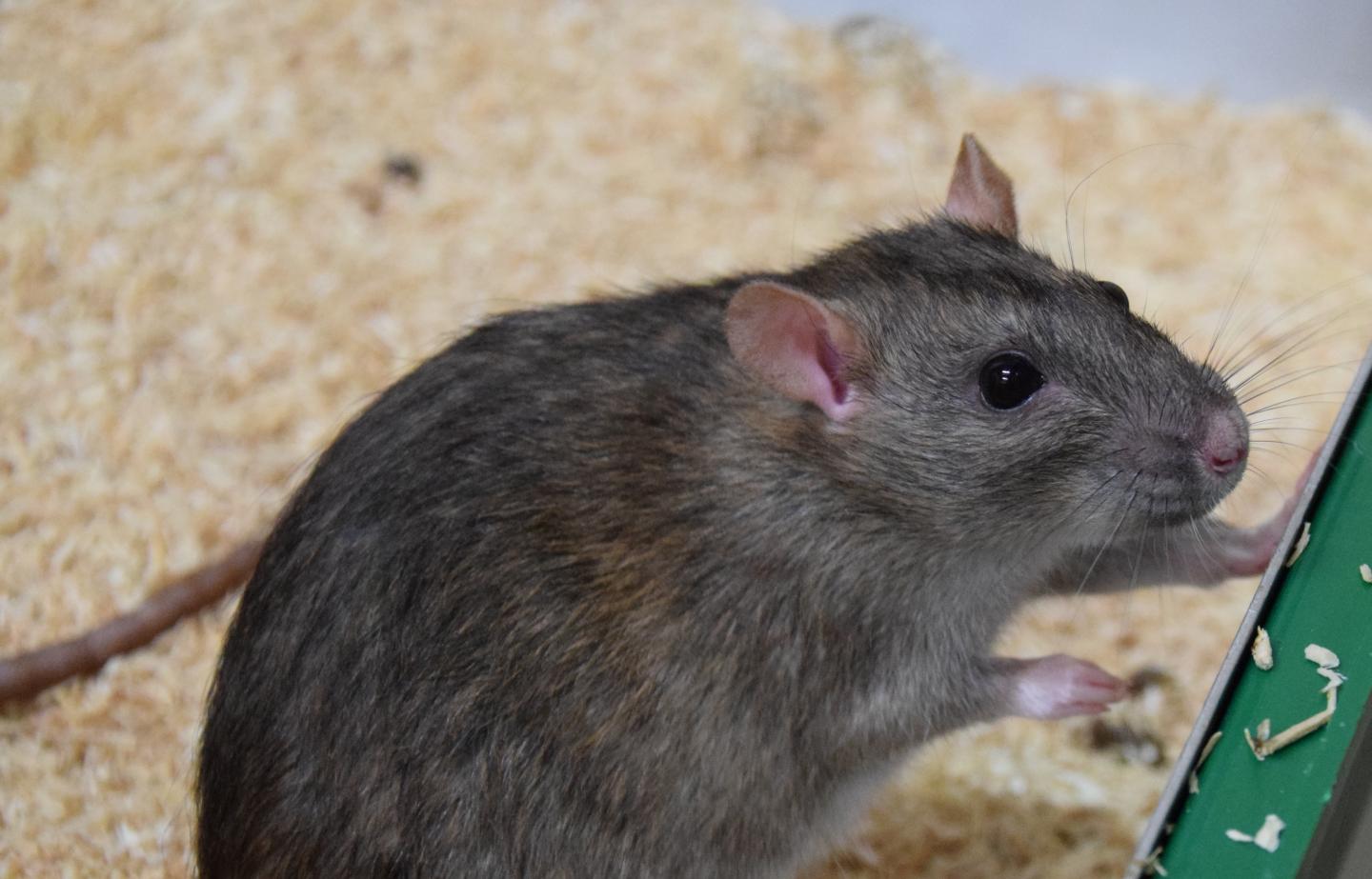 Shiny grey/brown rat with clear eyes on a bed of sawdust