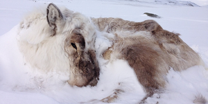 Reindeer in snow