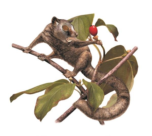 <i>Carpolestes simpsoni</i>