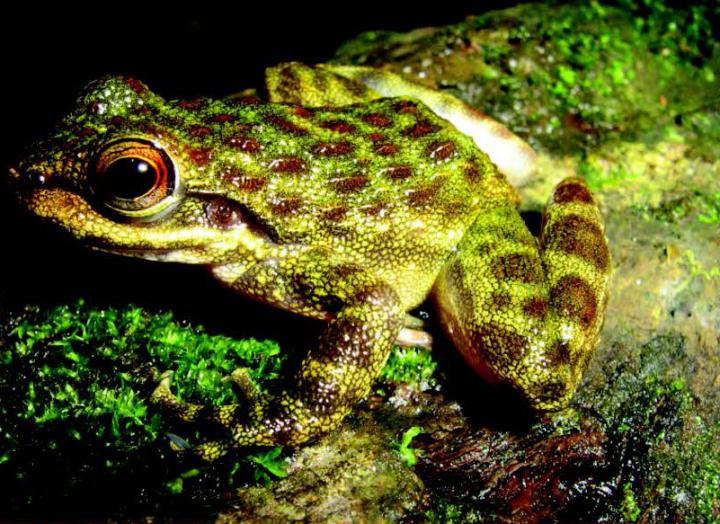 <em>O. arndti</em>, Guinea