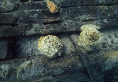 2 Cannon Balls Found in the Shipwreck