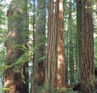 Old-Growth Forest in the Pacific Northwest