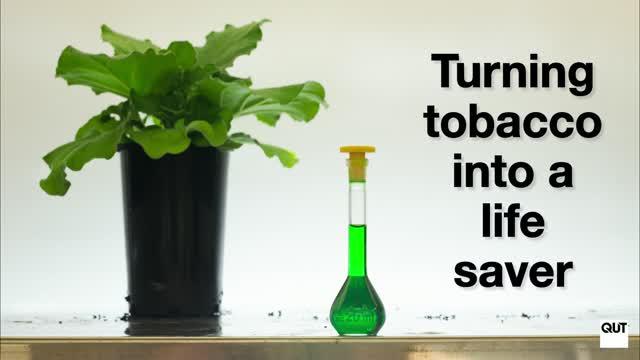 Tobacco as a Life Saver