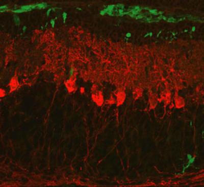 A Neuron Finds its Way