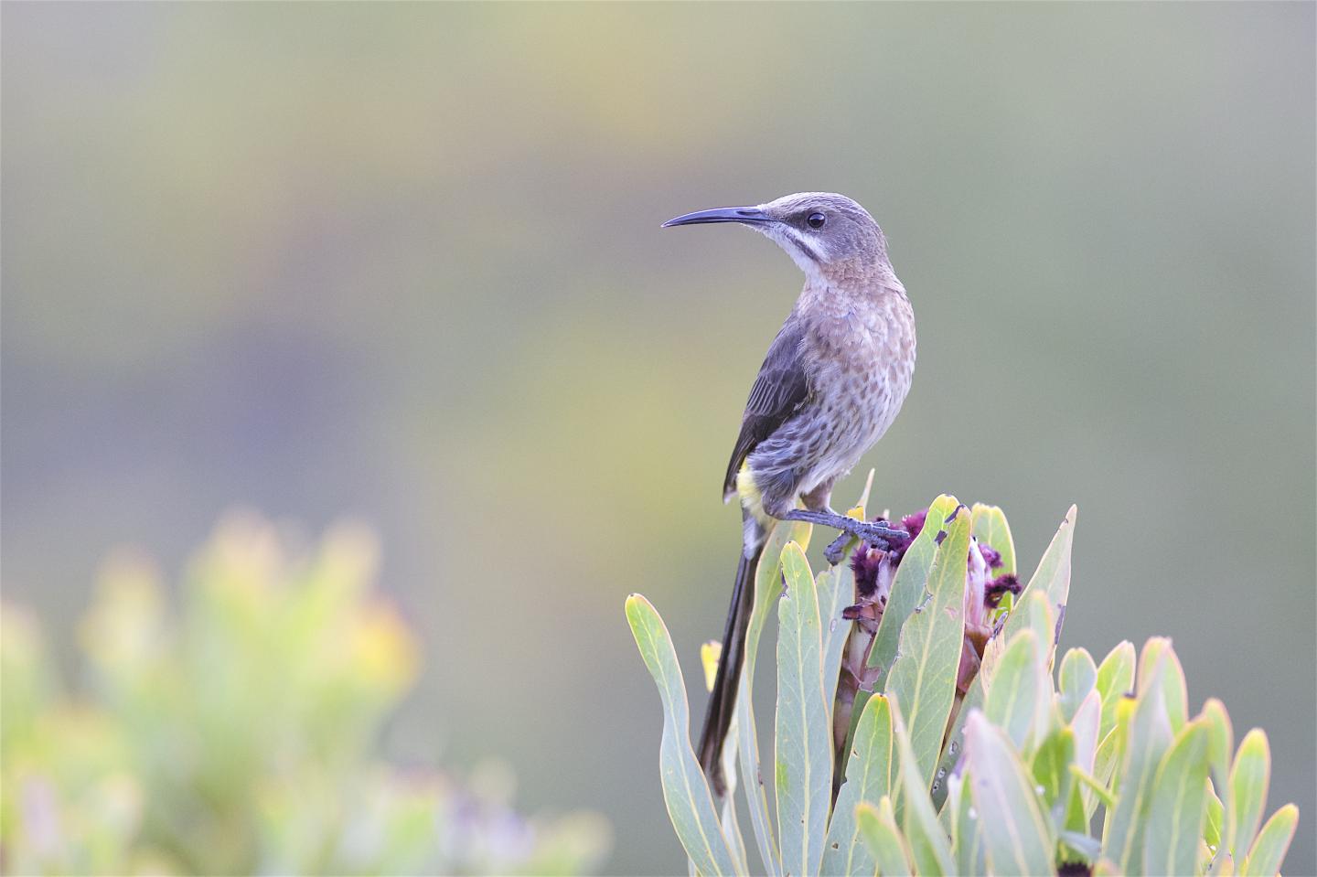 Cape Sugarbird