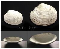 Butter Clams from 11,500-11,000 Years Ago and 10,900-9,500 Years Ago Showing Differences in Size