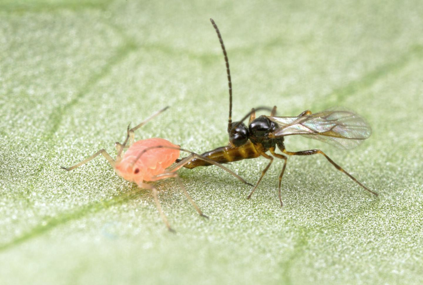 Aphidius ervi and pea aphid