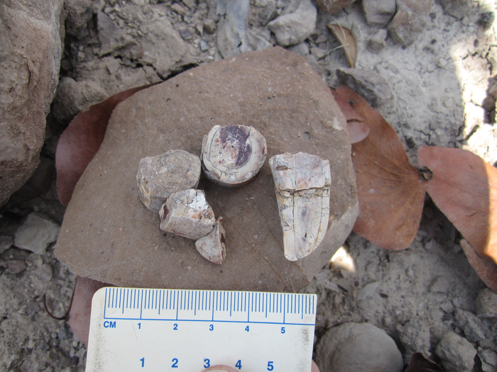 Dicynodont teeth in the field