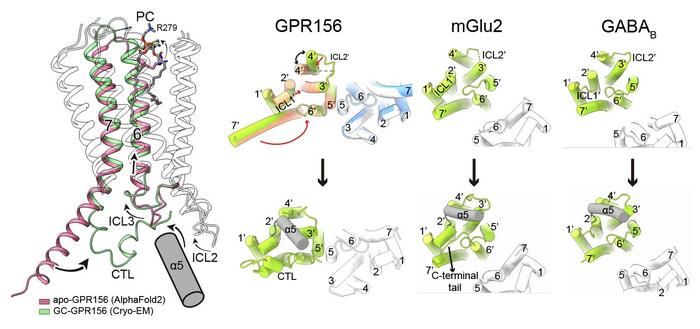 Schematic diagram illustrating the activation mechanism of GPR156 in comparison with representative class C GPCRs, mGlu2, and GABAB receptors