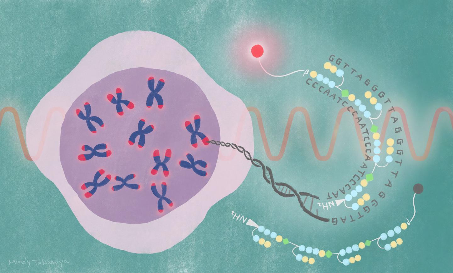 IMAGE - iCeMS telomere