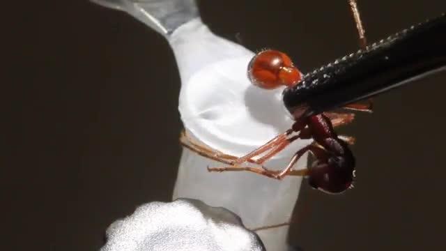 Ant Venom Includes More than One Pain-Producing Peptide (3 of 4)