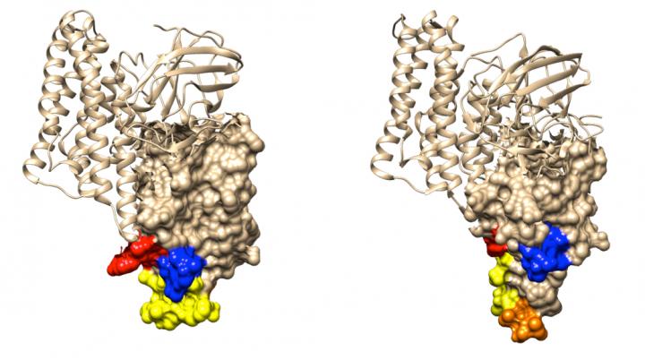 Bt Toxins Act Like Molecular Keys