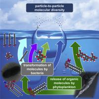 Plankton and Bacteria and Sea Spray Aerosol