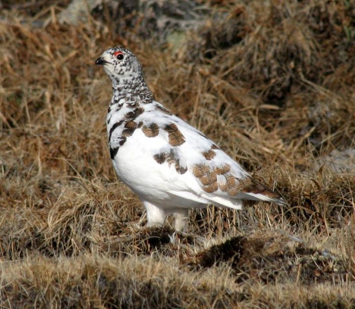 White-Tailed Ptarmigan