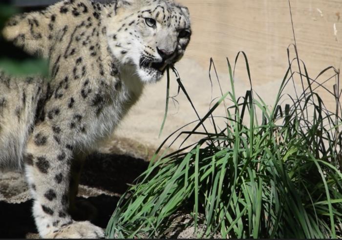 Analysis of prey and plant intake in snow leopards