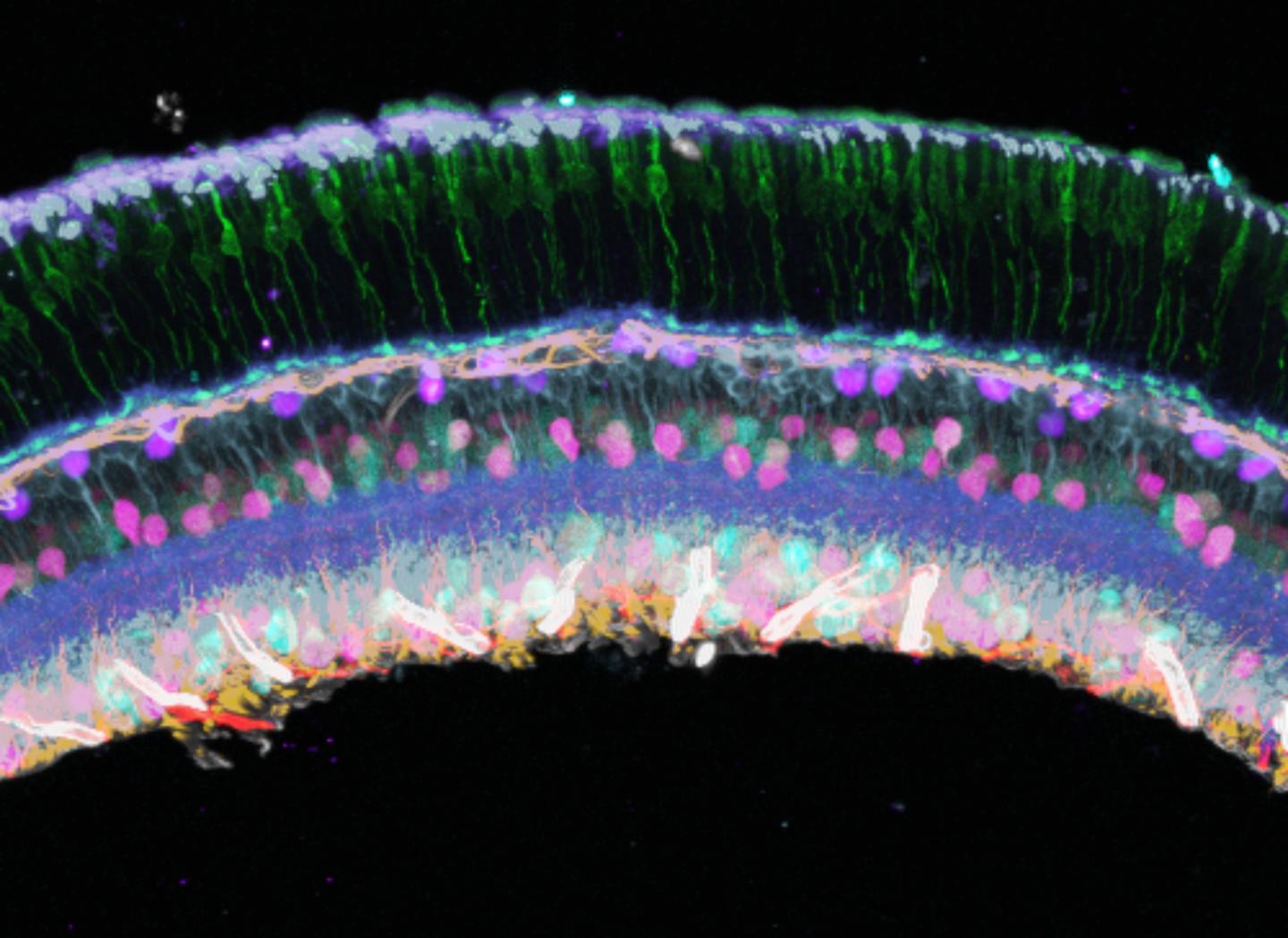 Protein Visualization with Immuno-SABER