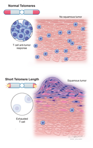 Telomerers