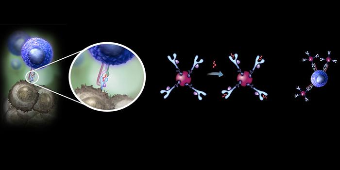 MHC Tetramer Reagents