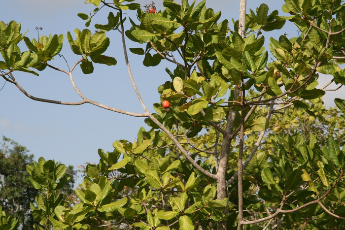 New Study in Journal of Pharmaceutical Analysis Marries Modern Science with Traditional Knowledge to Decipher Anti-Diarrheal Effect of Cashew Stem Bark Extract