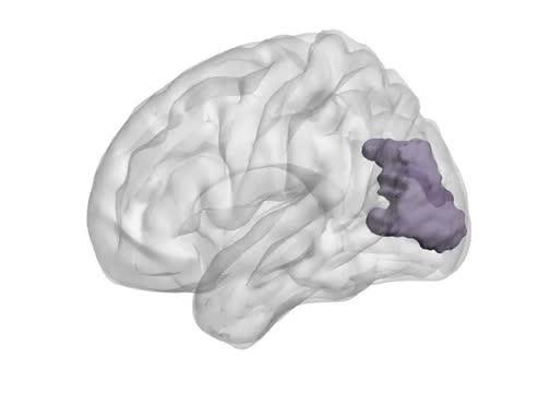 3D rendering of brain region
