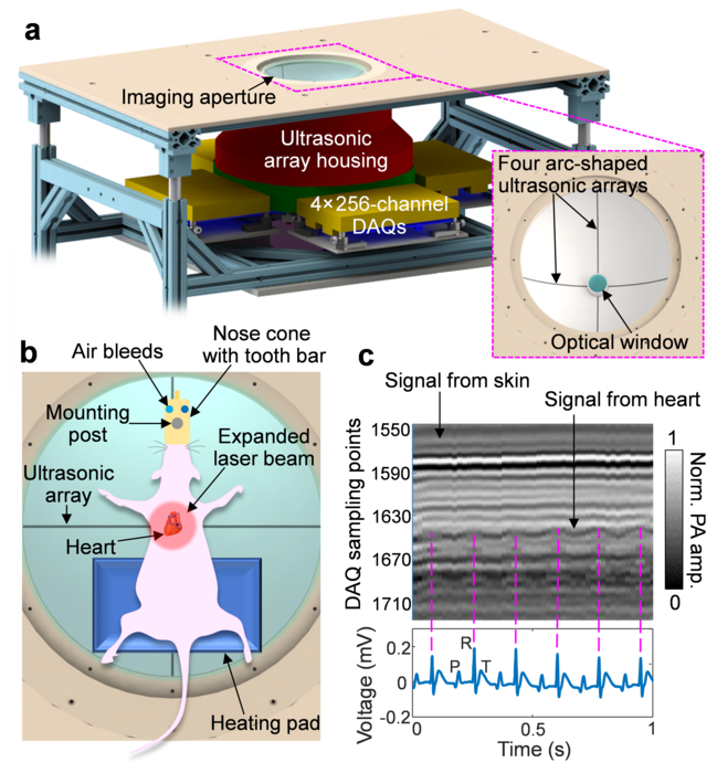 3D-PACT synchronized with ECG for cardiac imaging.