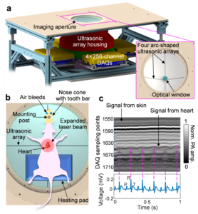 3D-PACT synchronized with ECG for cardiac imaging.